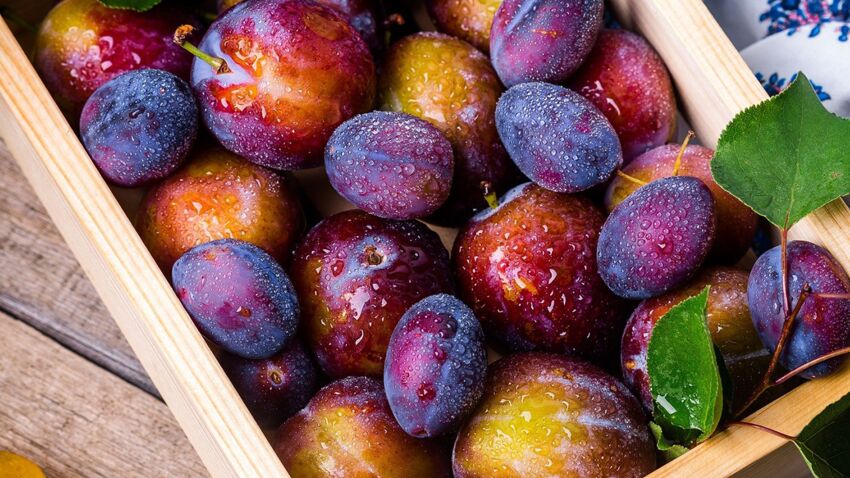 Слива: чем полезен этот фрукт raisons-de-manger-des-prunes.jpeg