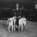 Леопардовый принт. Мода 1920-х годов